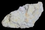 Wholesale Lot of Blastoid Fossils On Shale - Pieces #78176-4